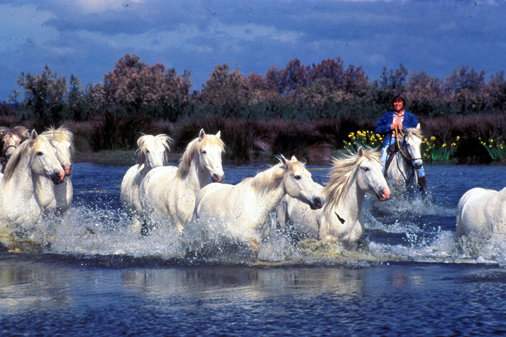 La Camargue