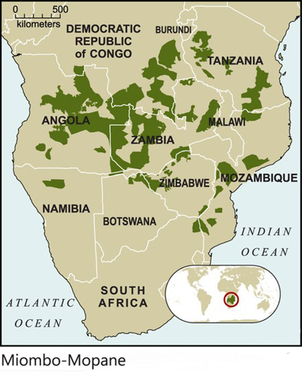 miombo mopane carte afrique